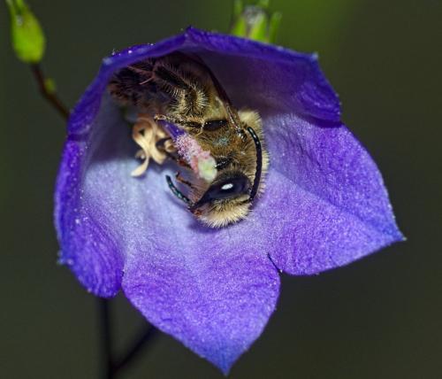 Melitta sp.